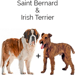 Irish Saint Dog